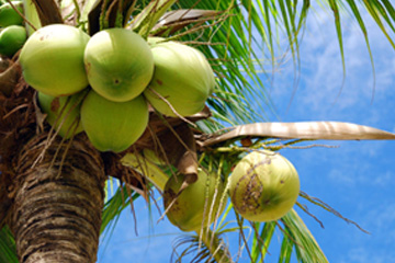 ココナッツ事業のイメージ